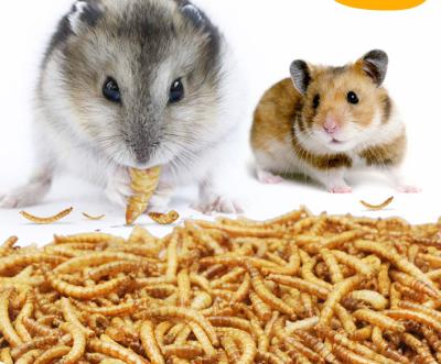 China Hot Selling Clean Nutritious Dried Mealworms Stored Small Pet Snacks Safe For Hamster for sale