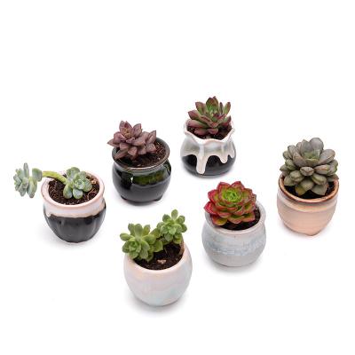 China Creative Home Hot Sale Cement Tree Root Carving Mini Pastoral Flowerpot Succulents Basin Reusable Flower Planter Stump Flower Pot for sale