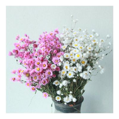 China Ins Popular Wholesale daisy preserved dried flowers dried daisy flower for decoration for sale