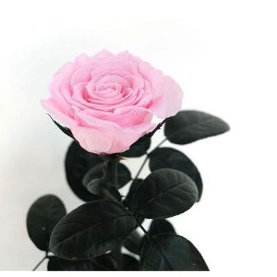 China 50 Colors PVC Box preserved long stem roses preserved roses steam preserved rose with stem for sale