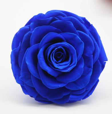 China China Everlasting Flowers 7-8cm Preserved Roses for best selling products 2020 in china for sale