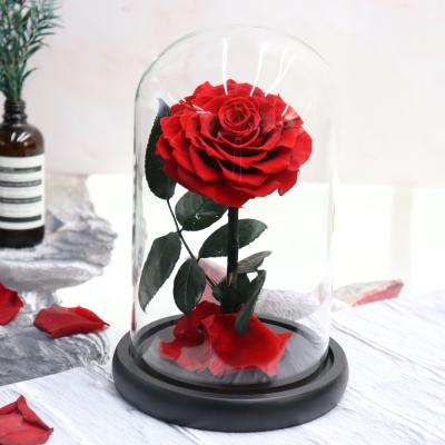 China Hot Selling Preserved Rose in Glass Dome Long Lasting Forever Rose Glass Dome Flower for sale