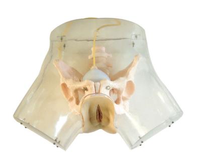 China Soft touching feeling gynecologic simulator transparent curettage teaching model for sale