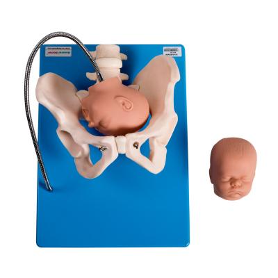 China Het Gynecologic Vaste Vrouwelijke Bekken Modelwith fetus heads van pvc Te koop