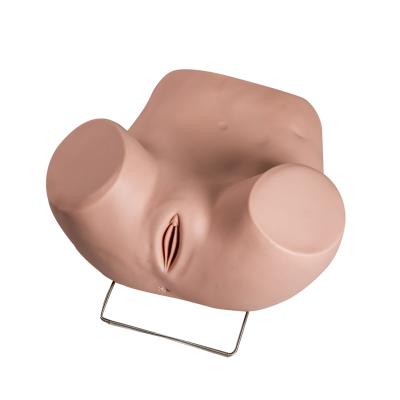 China Het Gynaecologische Onderzoek Modelwith replacement cervicals van pvc Te koop