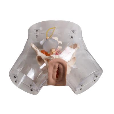 China Vagina Transparent Curettage Gynecologic Simulator Skin Color for sale