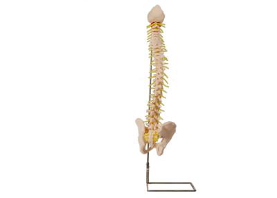 China Medical Training PVC Anatomy Vertebral Column Model With Pelvic for sale