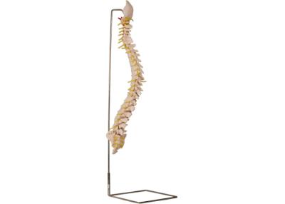 China 70cm Vertebral Skeleton Model With Stainless Steel Holder for sale