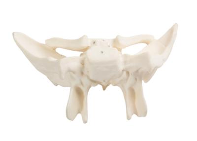 China Amplified Anatomical Bone Model For Hospitals Colleges for sale