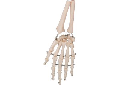 China PVC Material Human Hand Bone Model 3D For Medical Training for sale