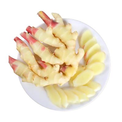 China Normal/100g+/150g+/200g+ Good Quality China Importers Market Price Fresh Vegetable Ginger Fresh Ginger for sale