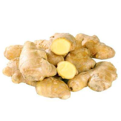 China Normal/100g+/150g+/200g+ China Supplier Export Fresh Ginger Ginger Patch Turmeric Ginger Buy China for sale