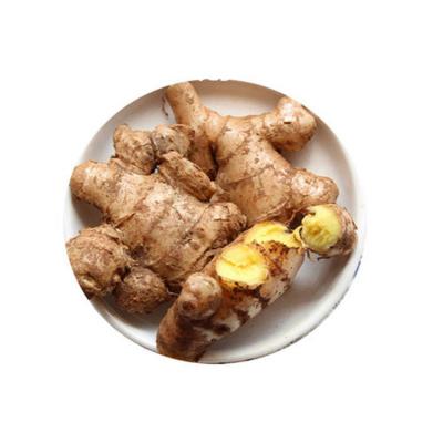 China Normal/100g+/150g+/200g+ Soft Sweet Fresh Ginger Wholesale Fresh Vegetables Natural China Ginger for sale