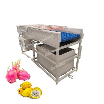 China High Efficiency Easy Operate Fully Automatic Commercial Apple Potato Kiwi Red Dates Fruit Vegetable Brush Hair Roller Machine Cleaning Dates Processing Machine for sale