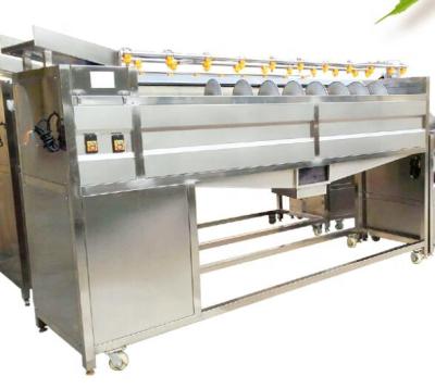 China Hotels ZHUCHENG MBC Vegetable Processing Machinery Chili Washing Machinery for sale