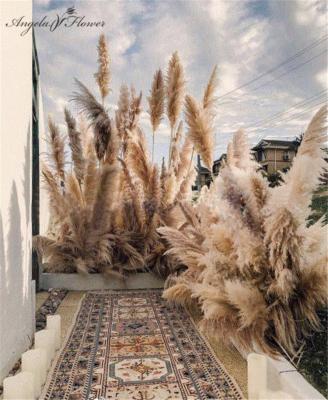 China Large Dry Flower Reeds Wedding Soft Decor Large Flower Primary Color Natural Dry Reeds for sale