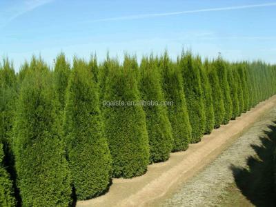 China Decoration Artificial Plastic Arborvitae Acuson Cypress Plywood Green Potted Tree EZ08 2503 2.6m Tall Plastic for sale