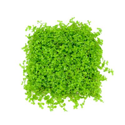 China Viable Aquarium Water Grass Seed Aquarium Landscaping Germinate Quick Aquarium Seeds Aquarium Seed for sale