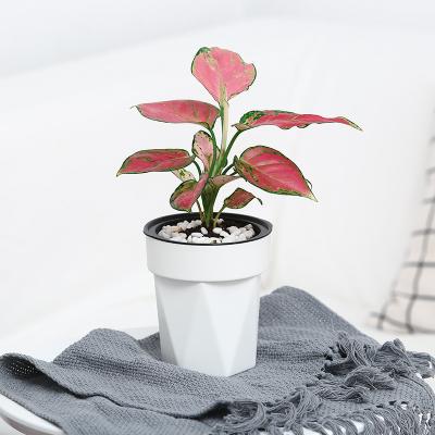 China Simple and Clean Tiny Desktop White Color Self Watering Plastic Flower-pot Planter Flower Pots and Home and Gardening Planters for sale