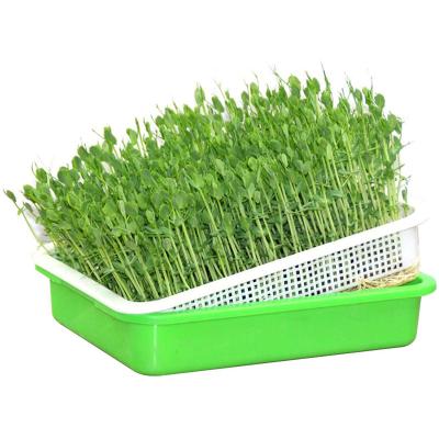 China Odorless and durable to use Water Cultivation Tray Seedling Plastic Growth Tray Rectangular Soilless Planting Tray for sale