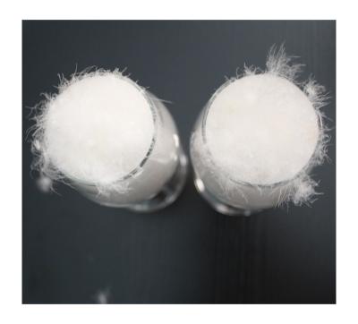 China BEST QULITY Goose Feather SOFT Sit Filling Price Well Washed Goose Feathered Down Disinfected Goose Feather for sale