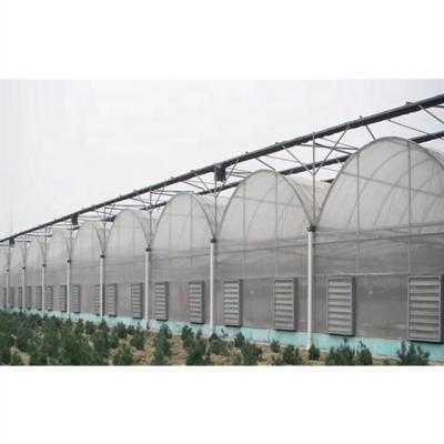 China Stable Structure Easily Assembled Factory Price Single Structure Agricultural Film Multi-Span Greenhouses for sale