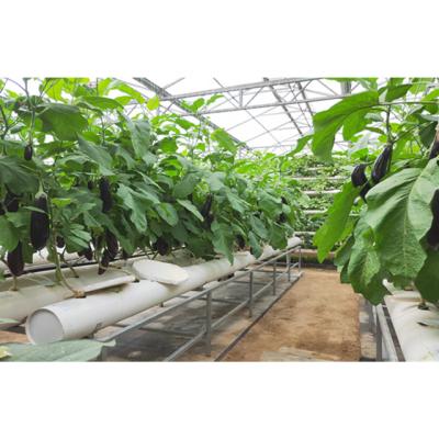 China Clever / Efficient Modern Agricultural Intelligence Glass Greenhouses With Hydroponic Greenhouse Shelves for sale