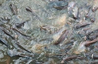 Chine DDC Arôme de poisson 623 poudre Améliorer l'appétit de l'aliment et attirer les animaux à manger plus à vendre