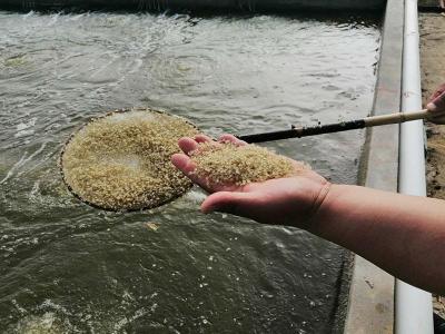 Chine Arôme de la farine de poisson Additifs alimentaires pour volailles Produits à vendre