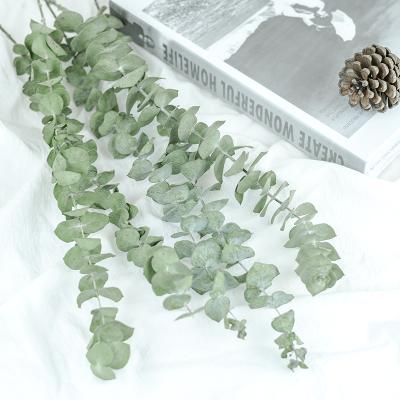 China Simply Wholesale Household Decoration DIY Low Price Dried Flowers 20-60cm Eucalyptus Leaves Yunnan Hot Sale Preserved Flower for sale