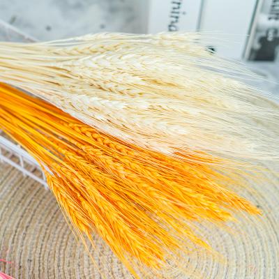 China 2020 Hot Selling Beautiful Dried Wheat Colorful For Home Decoration And Gift Preserved Flower Dried Flowers Barley for sale