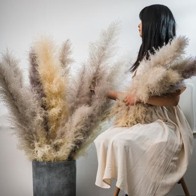 China 2021 Europe Plant Supply New Idea Large Flowers Dried White Color Long Stem Pampas Grass For Home Decor for sale