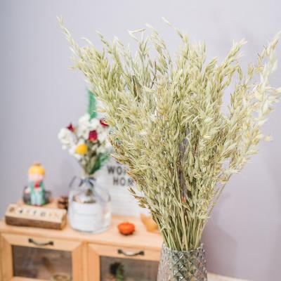 China Free sample decorations natural dry flowers oats for wedding decoration plant supply flower bouquet oats flowers for sale