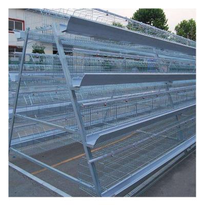 Chine automatic poultry house design for 10000 chicken à vendre