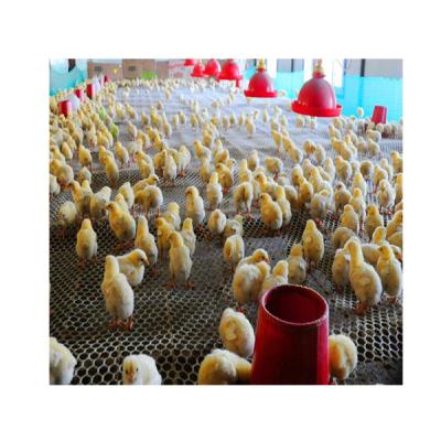 China For poultry chicken Plastic Poultry Feeder poultry broiler feeding Floor Feeding System for sale