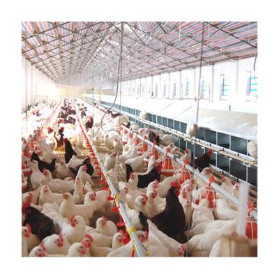 Chine Outstanding quality automatic floor feeding system slatted floor chicken for sale à vendre