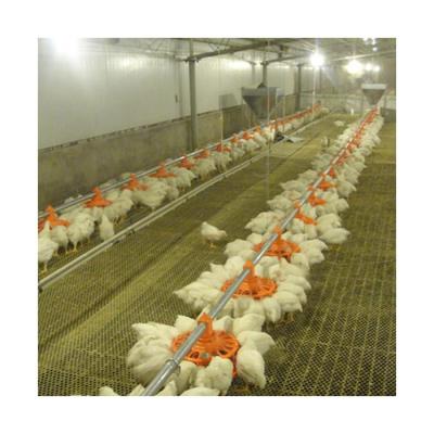 China Low cost automatic floor feeding system slatted floor chicken broiler chickens ground for sale for sale