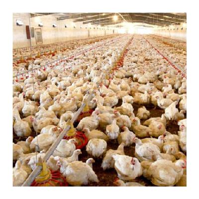 China Efficient breeding automatic floor Plastic Poultry Feeder plastic floor mat for broiler chicken for sale