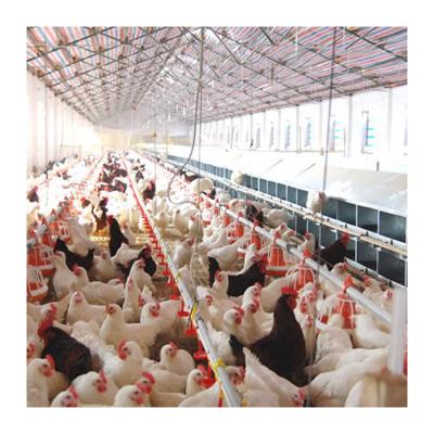 China Low cost floor Plastic Poultry Feeder chicken floor raising equipment floor feeding system for sale for sale