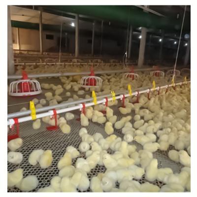 China Automatic type chicken floor Plastic Poultry Feeder broiler ground feeding system for sale for sale