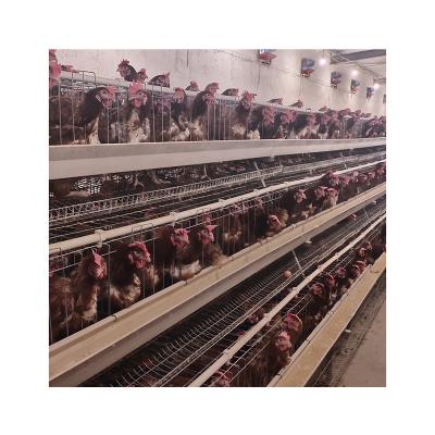 China egg chicken layer cage used in poultry farm chicken cage system layer chicken cage for sale