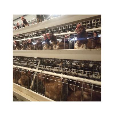 China egg chicken cage system Chicken Egg Cage eggs layer chicken cage A type layer chicken cage for sale