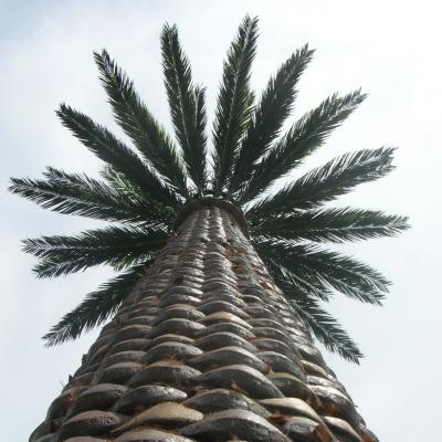 China Single Pole Communication Galvanized Steel Camouflaged Palm Tree for sale