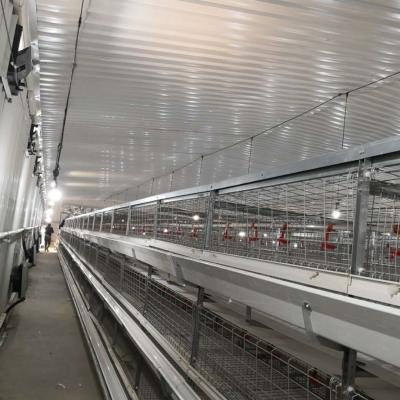 China Grote broiler kippenkooien 230M*56M voor land van oorsprong Te koop