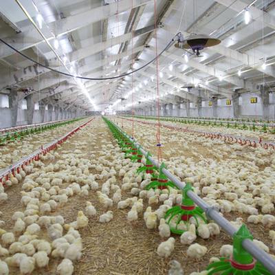 China Construcción barata Construcción de estructura de acero Granja avícola Casa de pollo en venta