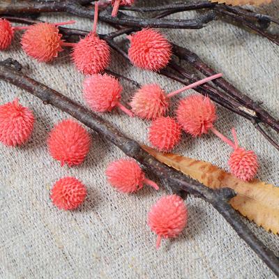 China Classic Pampas Grass The Classic Natural Dried Flower Strawberry Fruit For Handcraft Accessories for sale