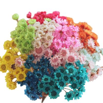 China Classic Mini Brazil Wild Flower Dried Preserved Chrysanthemums for Home Decoration for sale