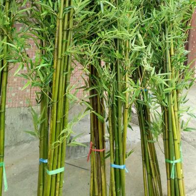 China Environmental Artificial Bamboo Trees Screen Decorative Partition Near High And Tall Manufacturing Natural Artificial Bamboo Plants for sale