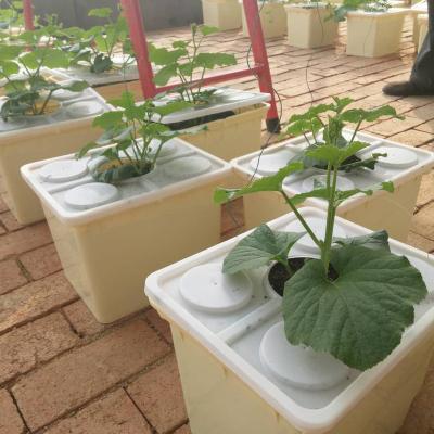 China Dutch Farms Greenhouse PP Bucket Hydroponic System For Vegetable Growing for sale