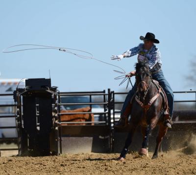 China Durable Arena Goat Rodeo Manual Machine Calf Roping Automatic Skinning Chute for sale